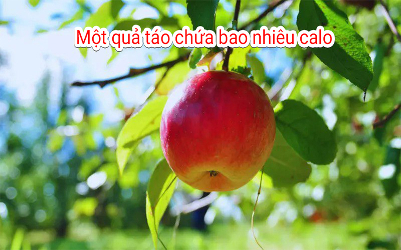 Một quả táo chứa bao nhiêu calo? Những lợi ích bất ngờ từ táo mà bạn nên biết