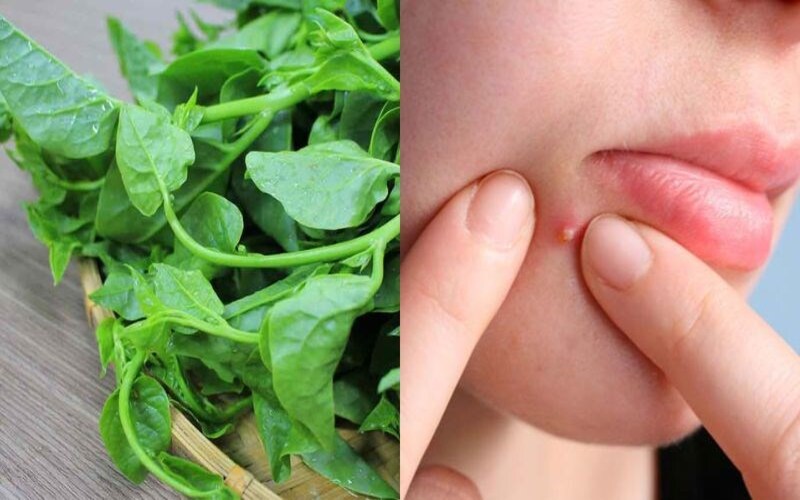 Rau mồng tơi có tác dụng gì? Những điều cần nhớ khi đưa vào bữa ăn
