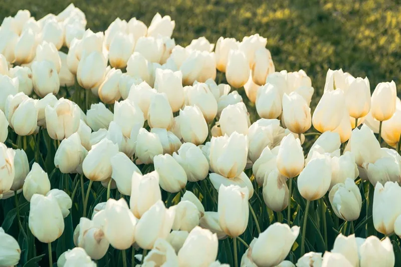 hinh anh hoa tulip