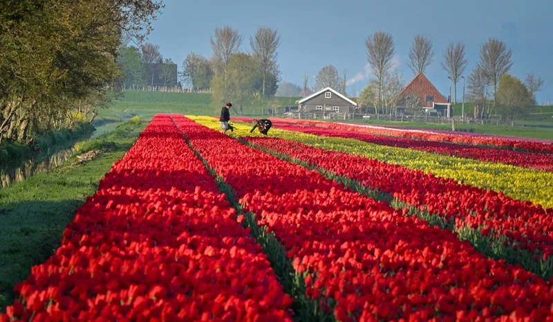 hinh anh hoa tulip