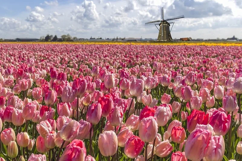 hinh anh hoa tulip