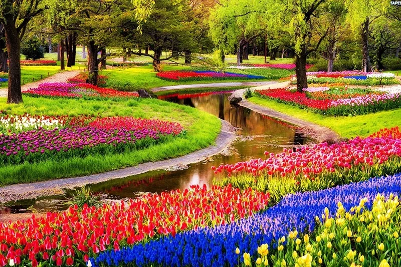 hinh anh hoa tulip